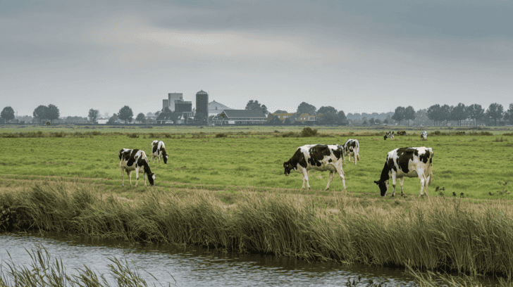 Koeien in de wei